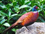 Pheasant