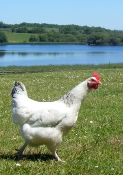 Hens produce the odd egg at Mt Cashel
