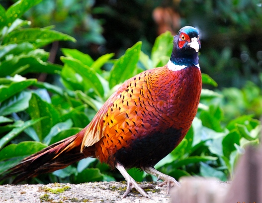 Pheasant wander the grounds at Mt Cashel