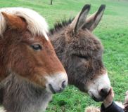 J.Lo, Johnno and Jacko are permanent residents at Mount Cashel Lodge